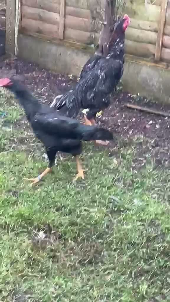 Mixed Breed birds for sale: Shamu Aseel Pure Breed - Video 3