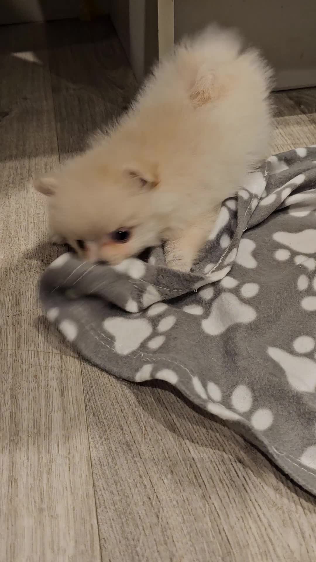 Pomeranian dogs for sale: POMERANIAN Puppies - Ready now  - Video 2