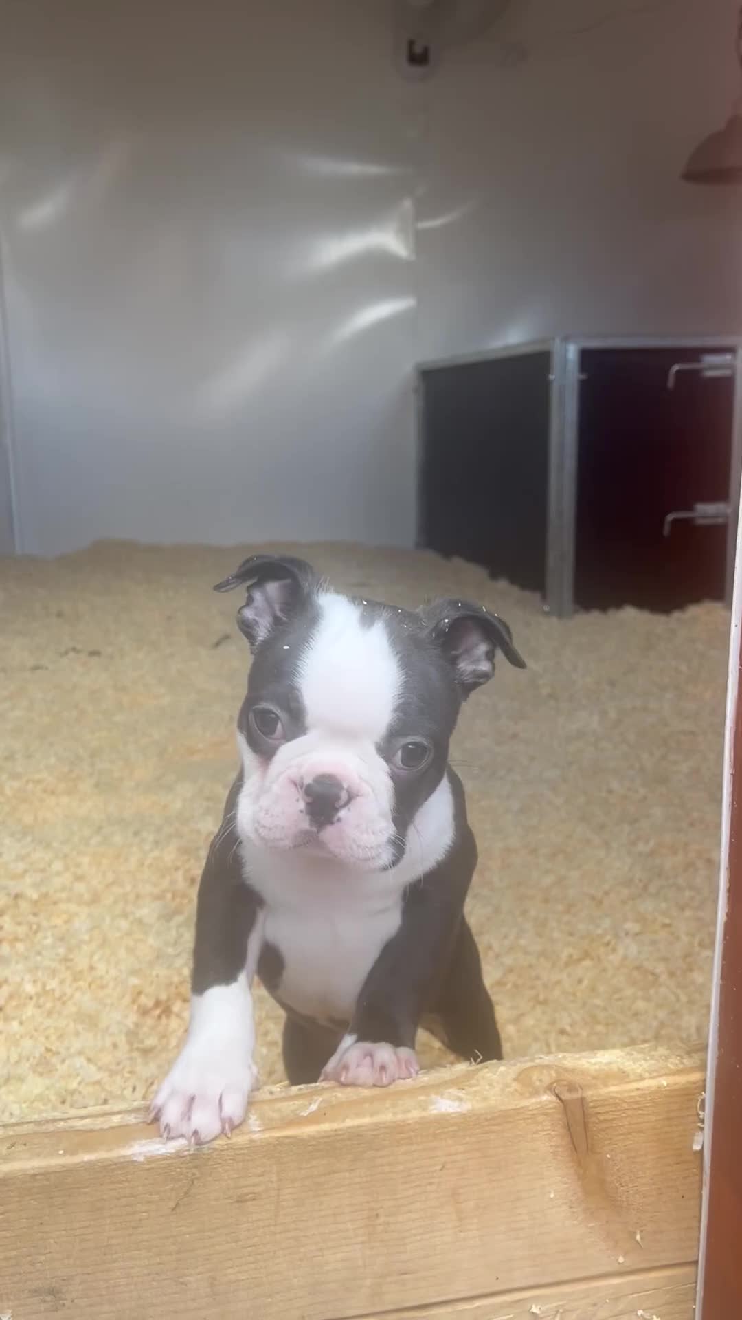 Boston Terrier dogs for sale: Ready to leave  - Video 1