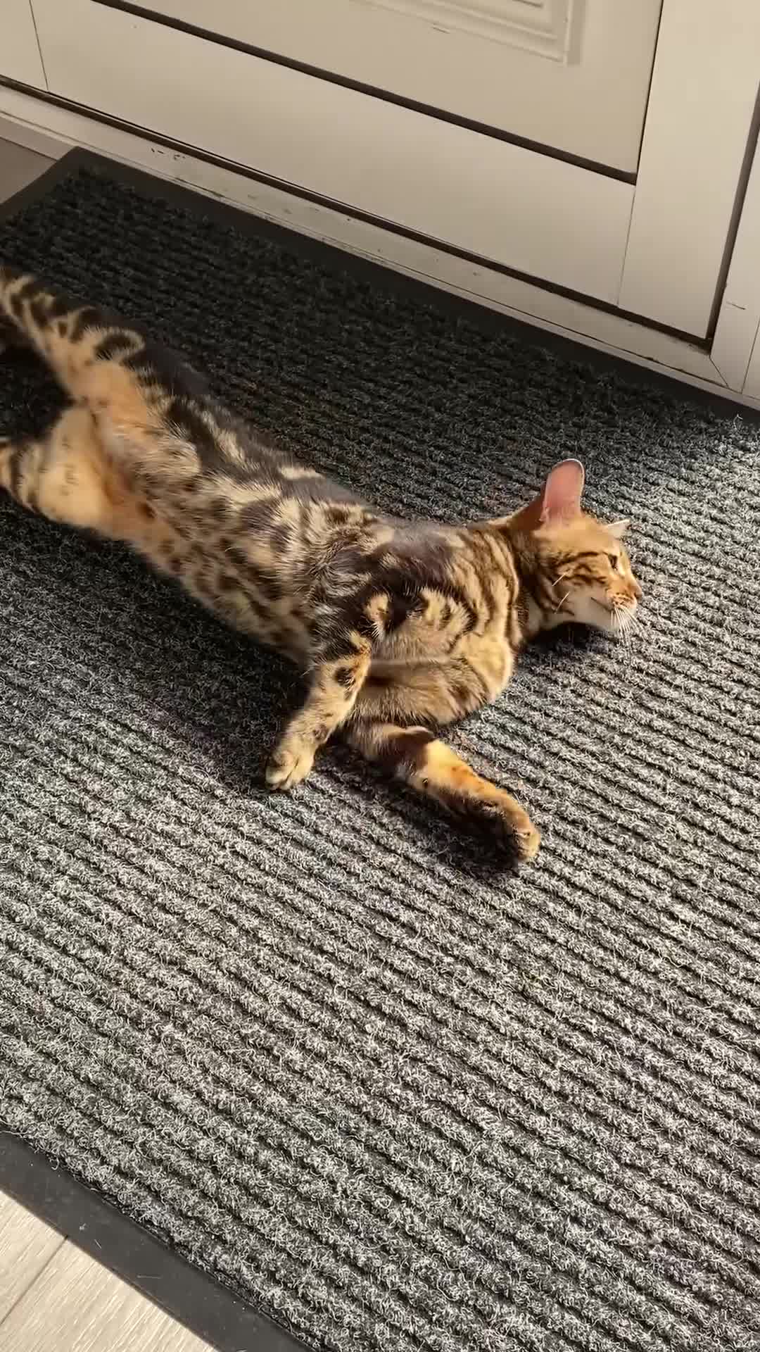 Bengal cats for sale: Beautiful Purebred Bengal Cat for sale - Video 1