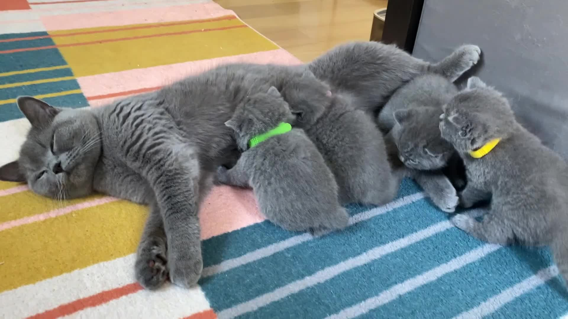 British Shorthair cats for sale: British Shorthair kittens to sell - Video 1