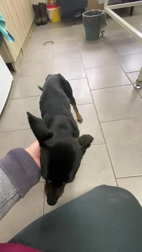 Mixed Breed dogs for adoption: Popcorn, 2-3 yrs old. Available for adoption. - Video 1