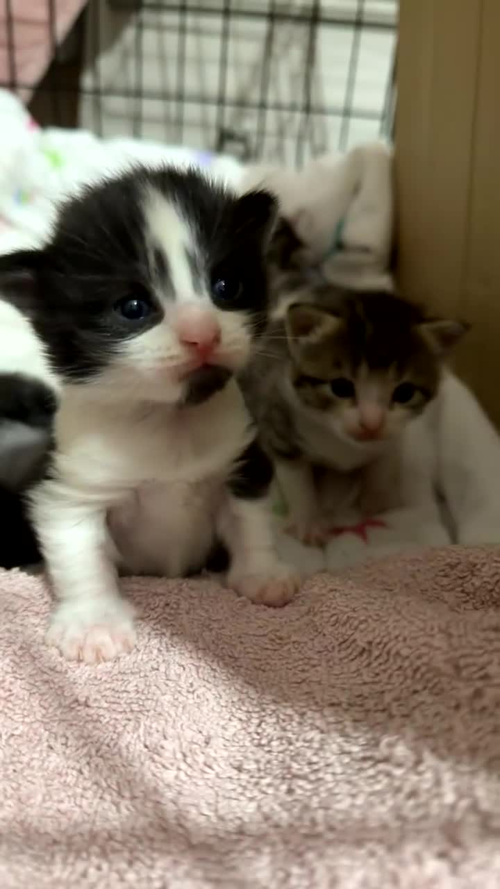 Mixed Breed cats for sale: 3 kittens for sale  - Video 1