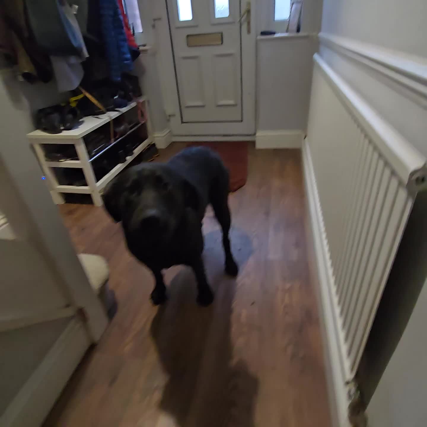 Labrador Retriever dogs for sale: Highly Trained Labrador  - Video 2