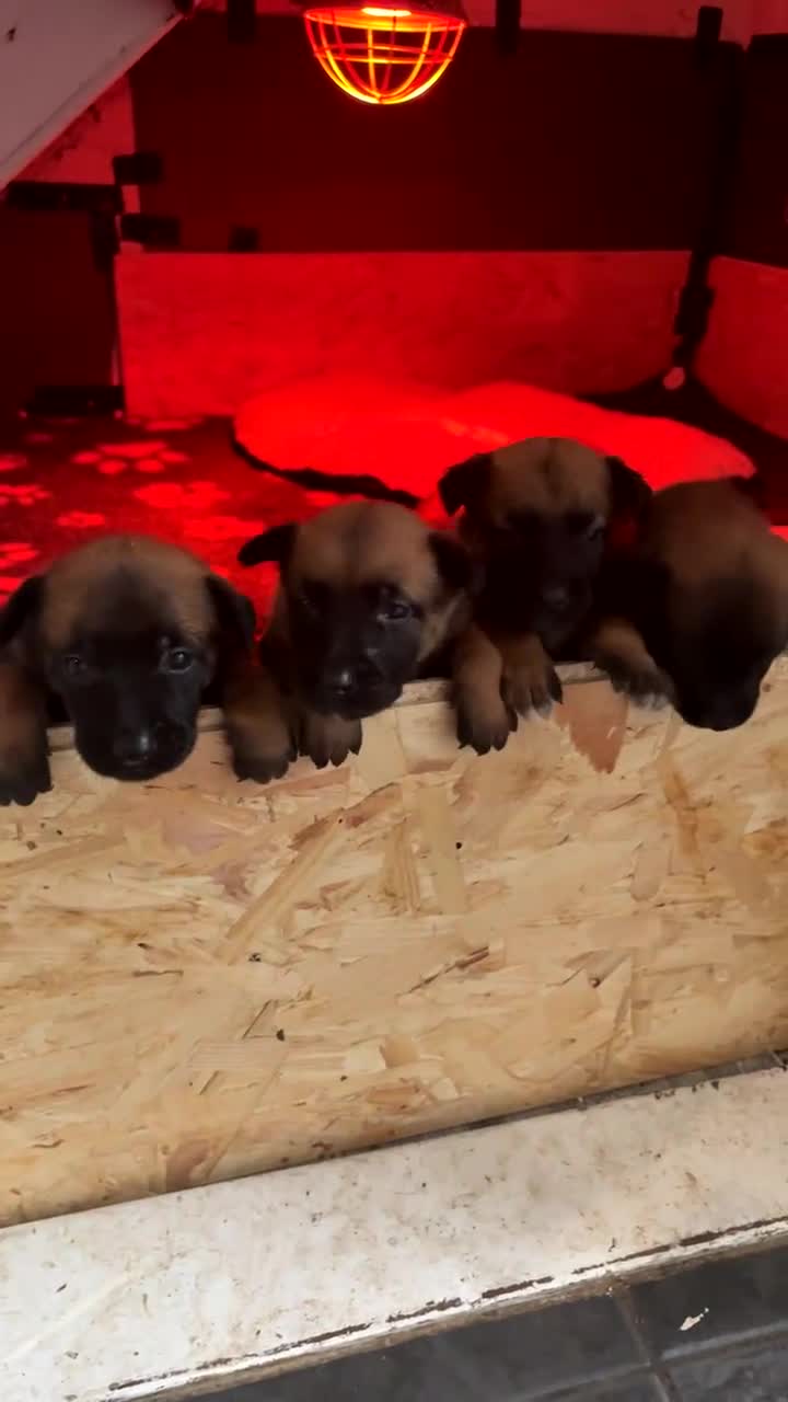 Belgian Shepherd Dog dogs for sale: Belgian Malinois Puppies - Video 1