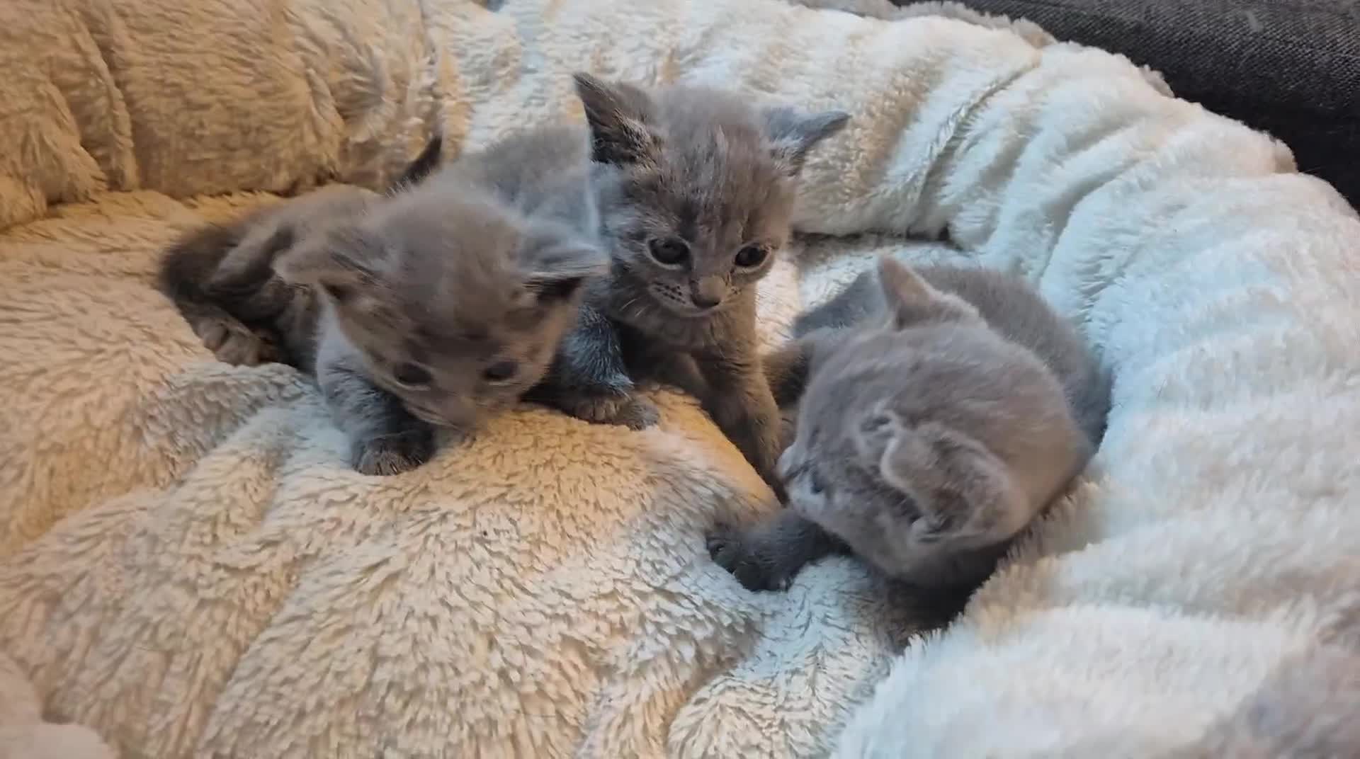 Russian Blue cats for sale: Pure Russian blue 💙  - Video 1