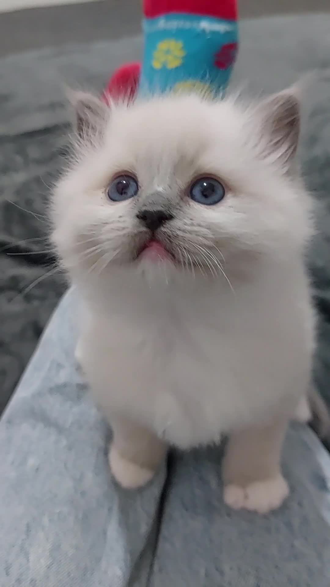 Ragdoll cats for sale: Two gorgeous rag dolls Girl and boy 😺😸 in Leicester - Video 2