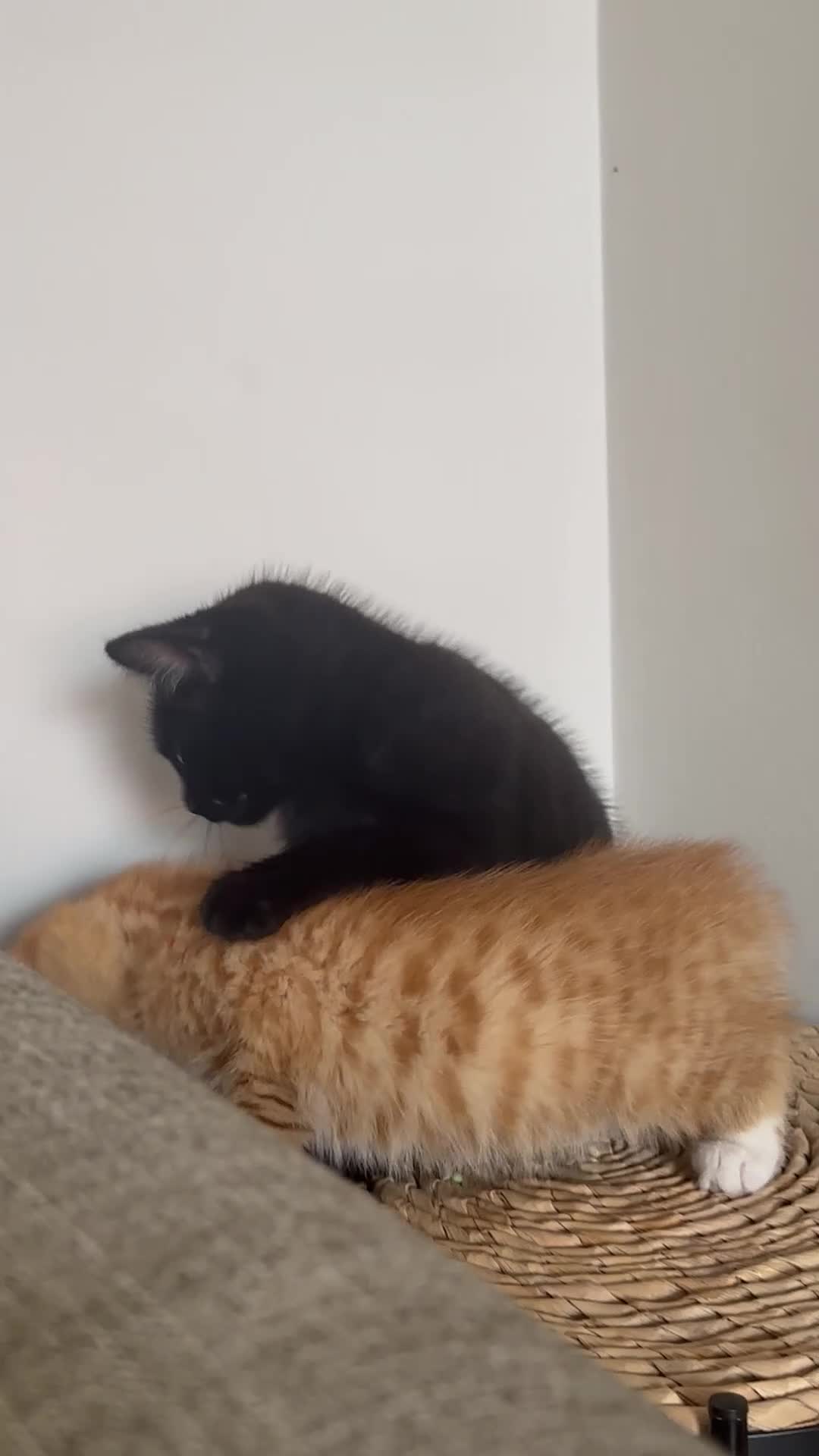 Mixed Breed cats for sale: Two kittens for sale  - Video 1