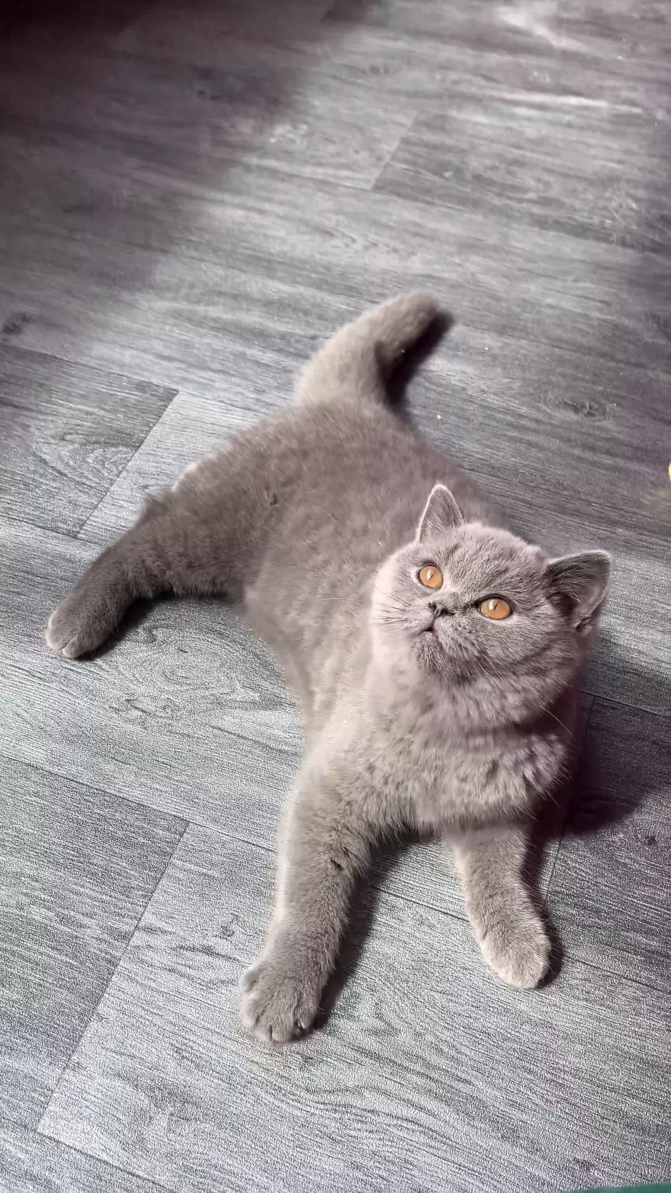 British Shorthair cats for sale: ✨Gorgeous British shorthair blue girl✨ - Video 1