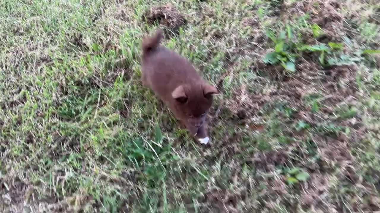 Pomsky dogs for sale: Adorable small f3 Pomsky puppies for sale  - Video 1