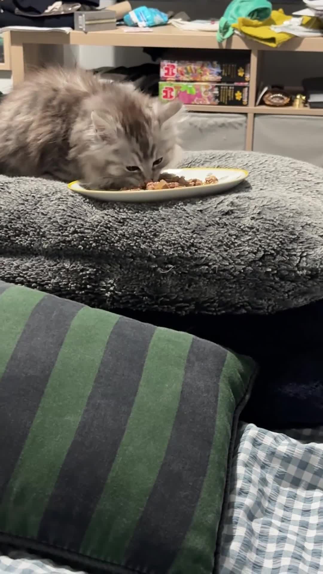 Maine Coon cats for sale: Maine coon mix kitten  - Video 1