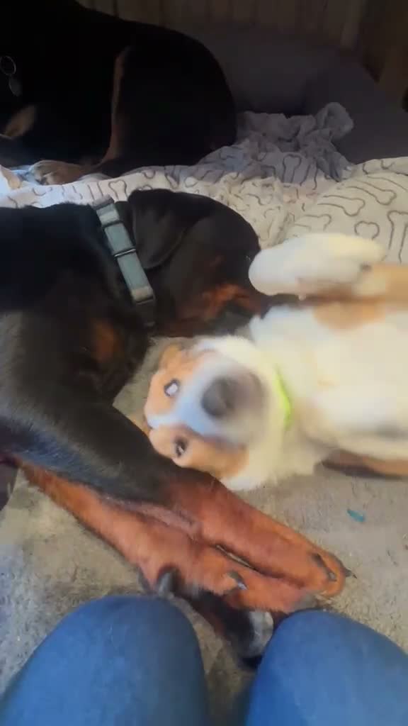 Mixed Breed dogs for sale: Sweet Meg needs her family  - Video 2