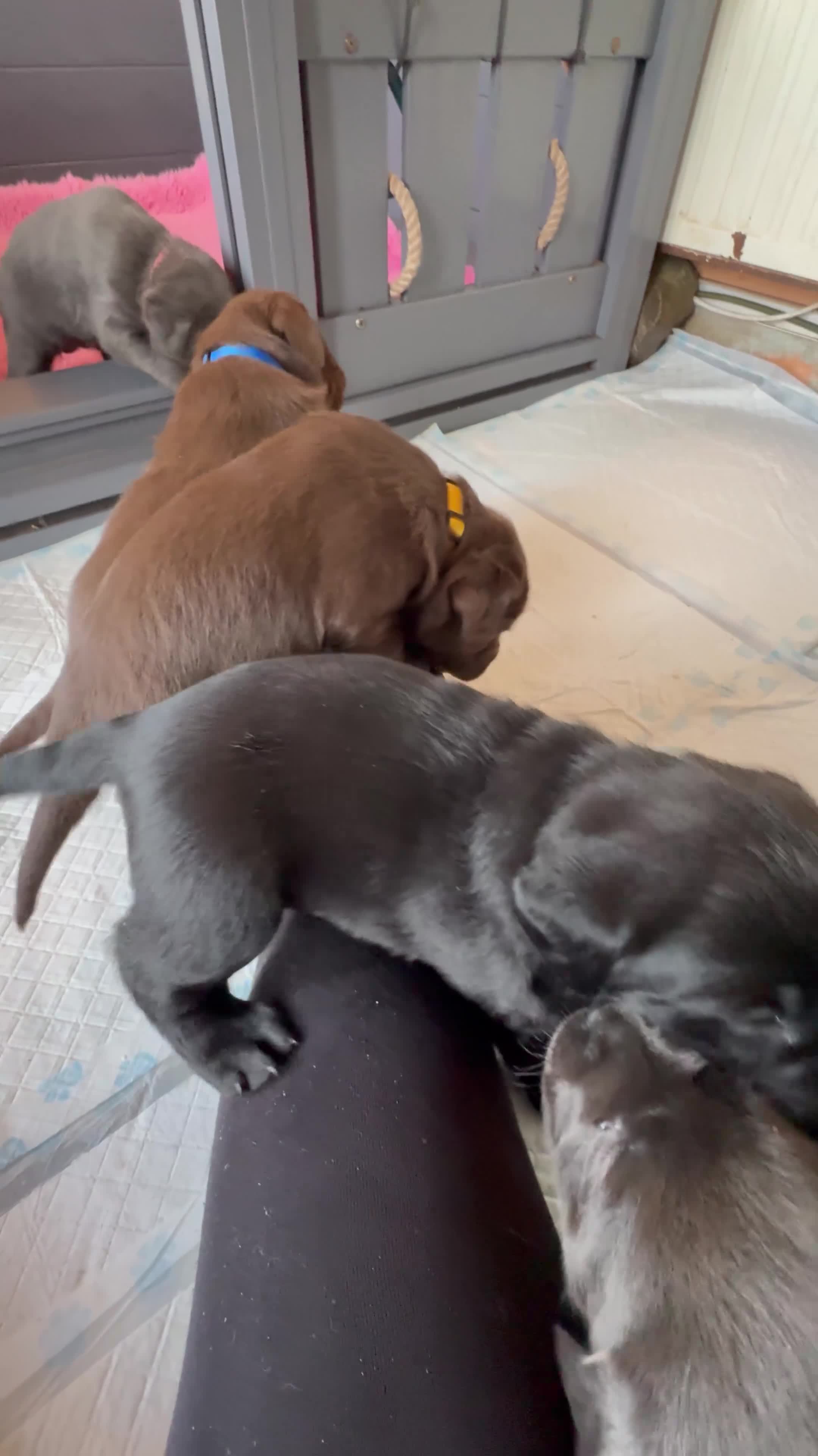 Labrador Retriever dogs for sale: Gorgeous KC, Charcoal, Chocolate and Black Labs - Video 1