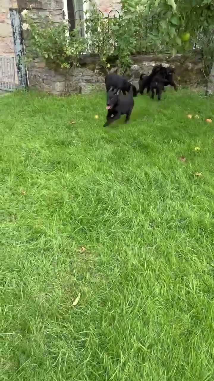 Labrador Retriever dogs for sale: Well bred KC Reg Labrador puppies - Video 1