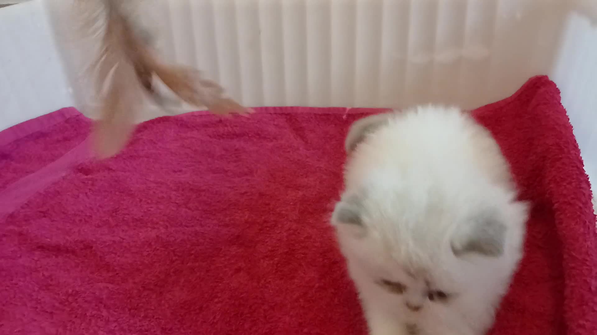 Persian cats for sale: White and chinchilla pure doll faced Persian  - Video 3