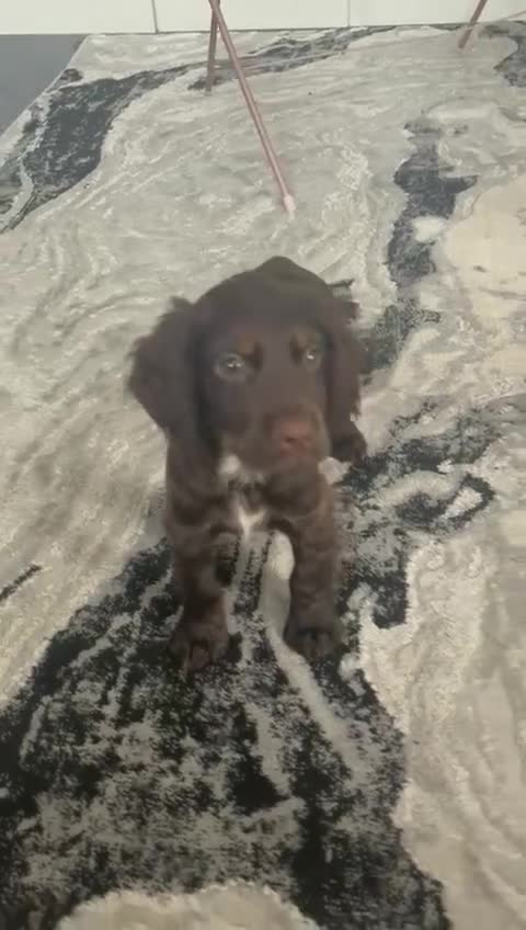 Cocker Spaniel dogs for sale: Chocolate boy 10 weeks old £900 - Video 1