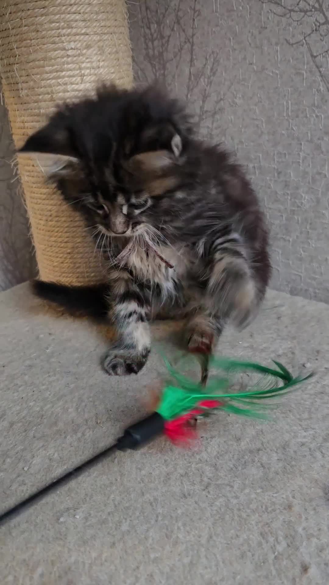 Maine Coon cats for sale: Beautiful TICA Pedigree Maine Coon Kittens - Video 1
