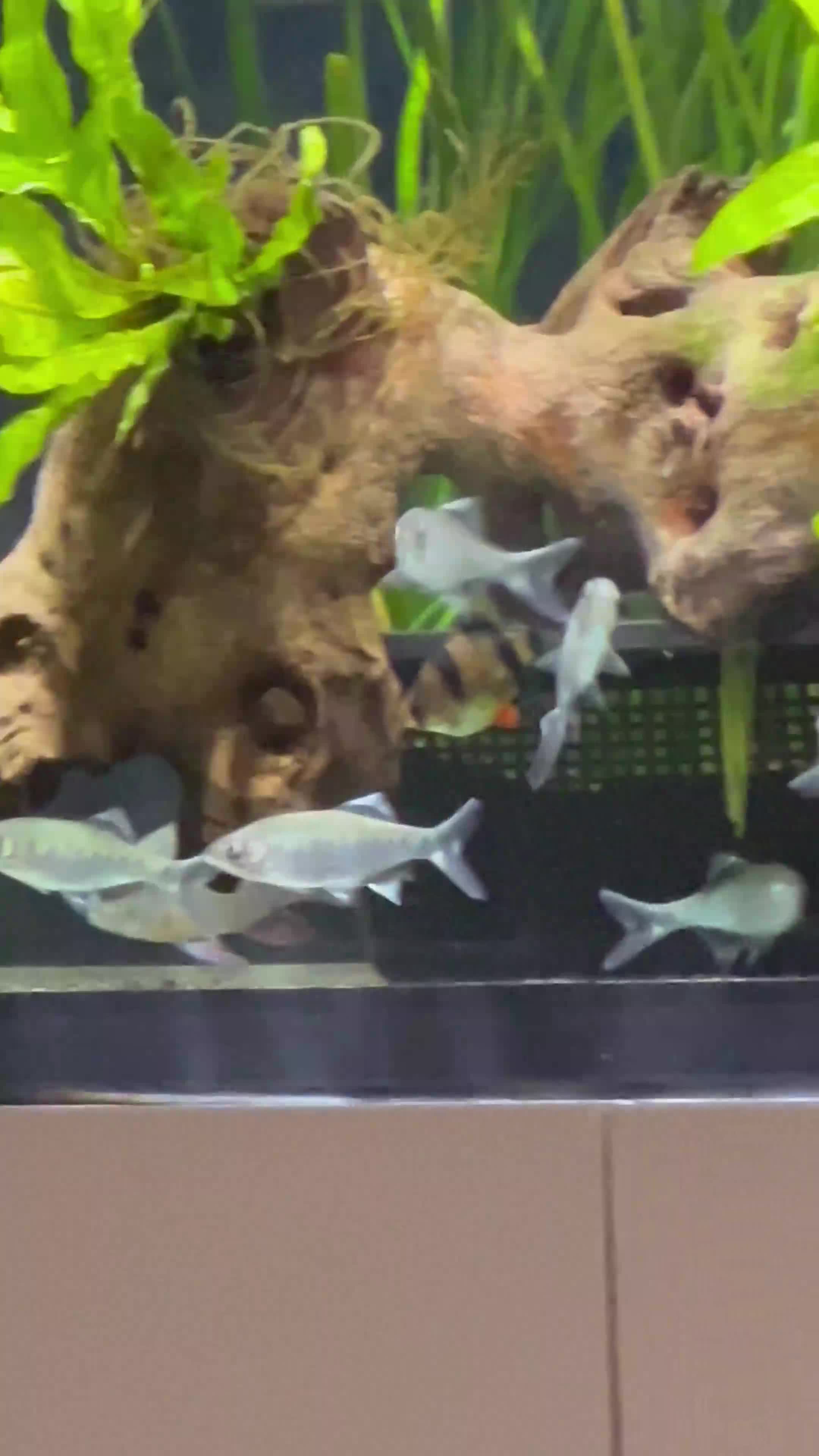 Barbs fish for sale: Aquarium closure full contents available  - Video 2
