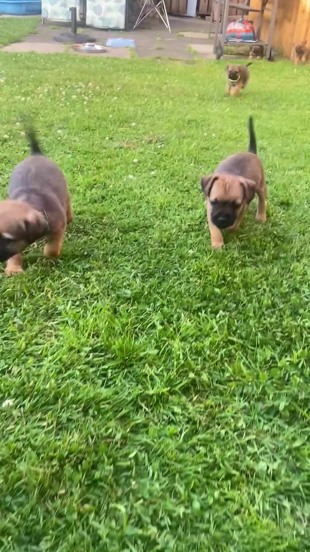 Border Terrier dogs for sale: ⭐️KC BORDER TERRIER PUPPIES, SLEM CLEAR - Video 1