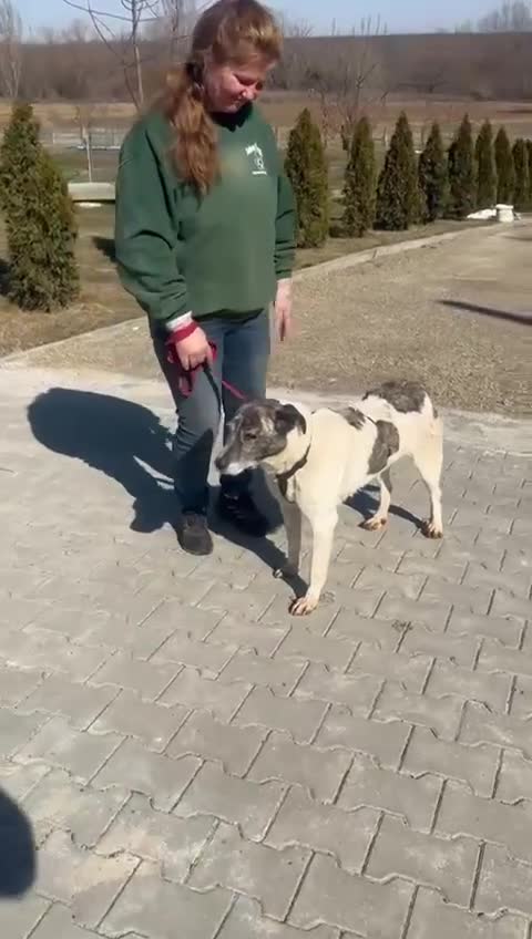 Mixed Breed dogs for adoption: 🌟 Marley 💛 5 years in shelter, still hoping - Video 2