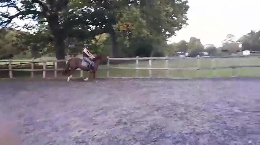 Welsh Section D horses for sale: Stunning chestnut mare  - Video 1