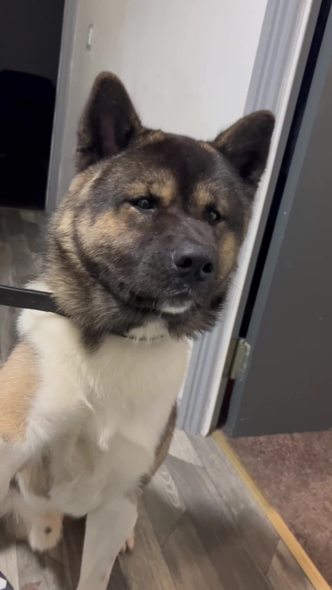 Akita dogs for stud: Chico’s finding LOVE… in Birmingham - Video 1