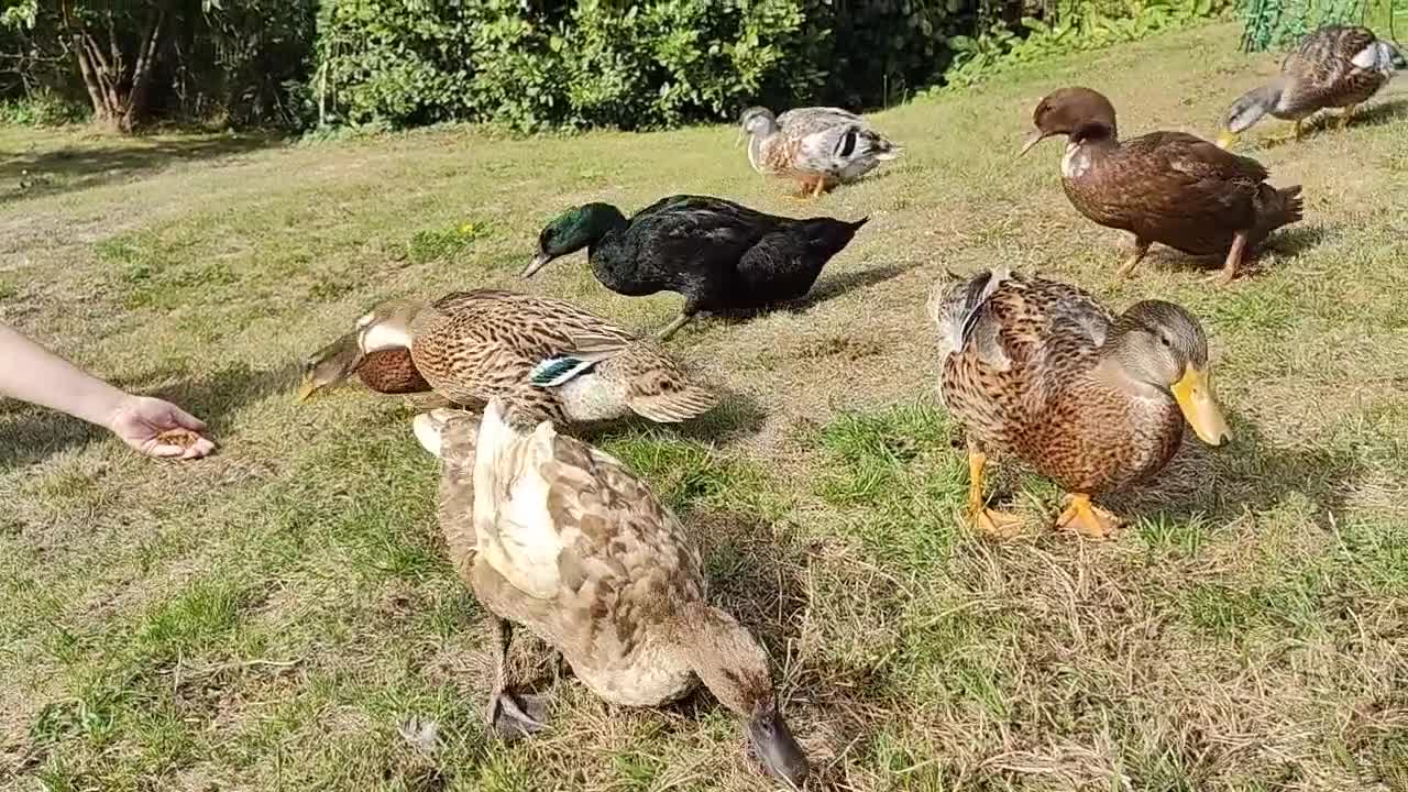 Ducks poultry for sale: 8-week old Cayuga x mini Silver Appleyard ducks - Video 2