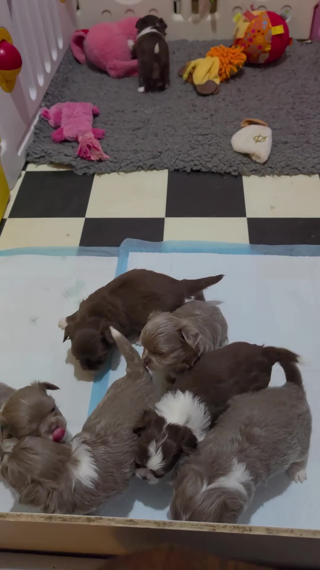 Chihuahua dogs for sale: Long coat chihuahua puppies kc registered - Video 1