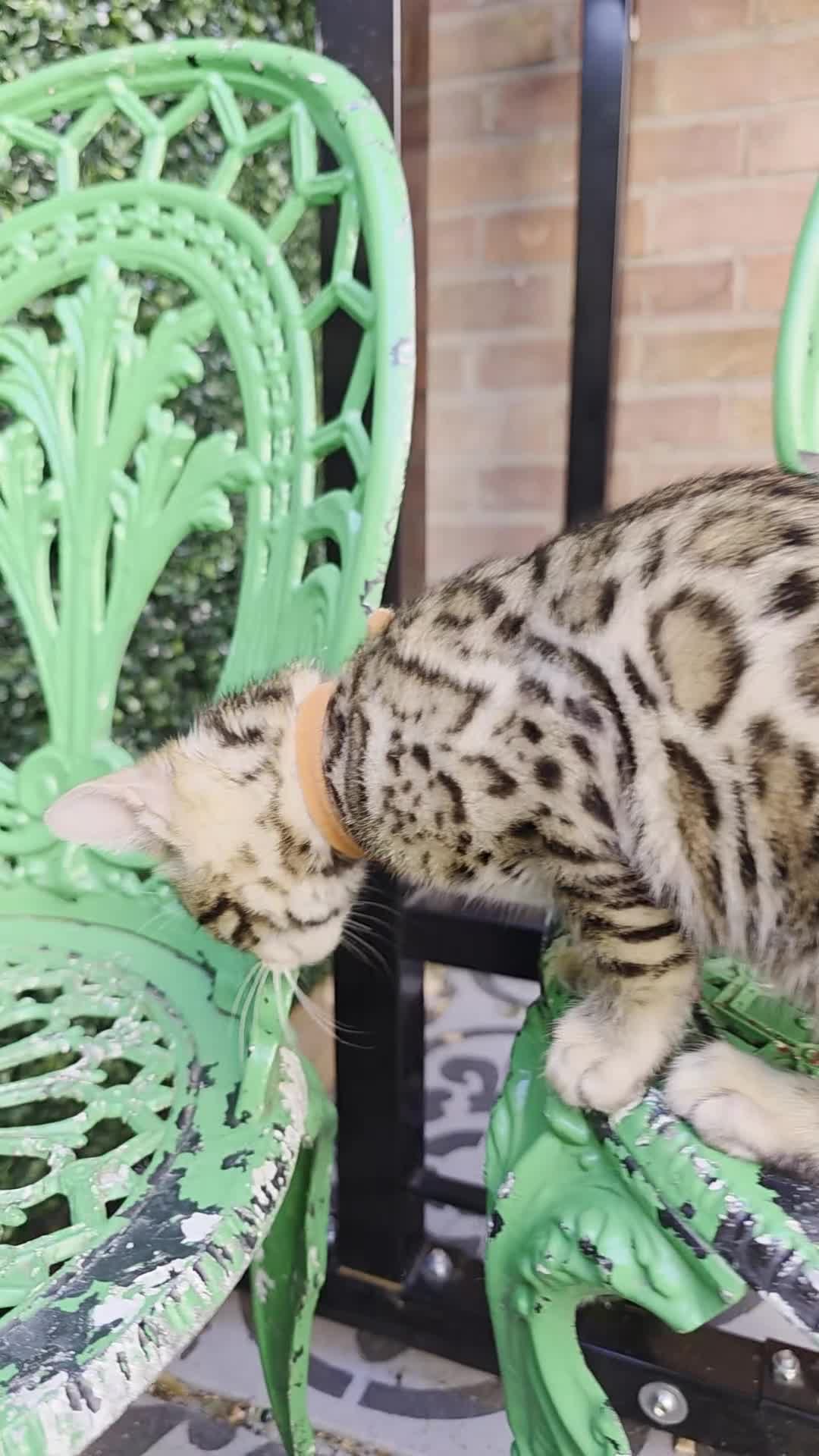 Bengal cats for sale: Pure Pedigree Bengal Kittens – 3 Boys, 2 Girls - Video 4