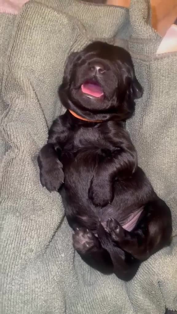 Goldendoodle dogs for sale: Beautiful Litter of Golden Doodles - Video 1