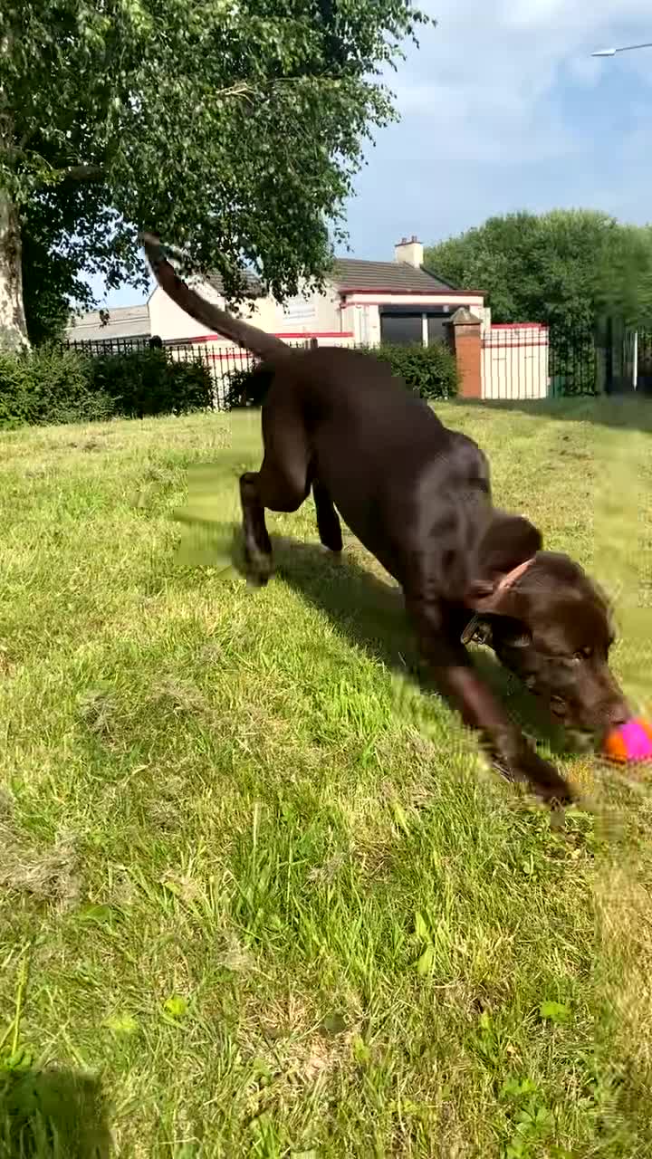 Mixed Breed dogs for sale: Belle LabX - Video 4
