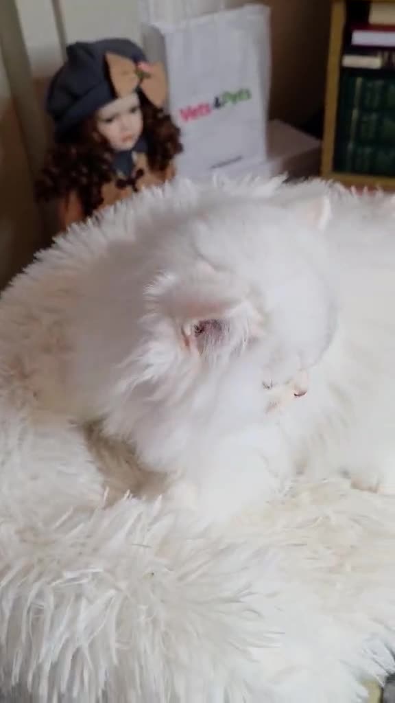 British Longhair cats for sale: Purebred British Longhair Boys-WCF Pedigree - Video 1