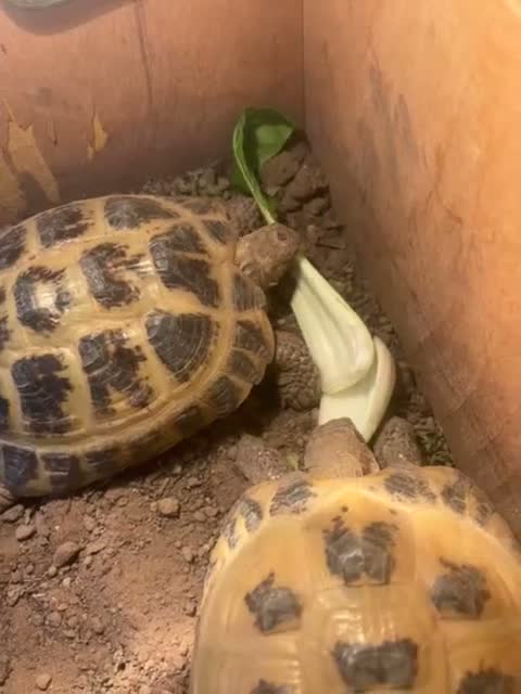 Tortoise reptiles for sale: 2 horse field tortoises looking for forever home  in Grantham - Video 1