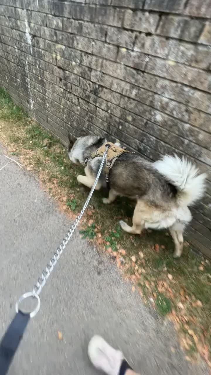 Norwegian Elkhound dogs for sale: Anyone looking for a big male dog  in Blackwood - Video 2