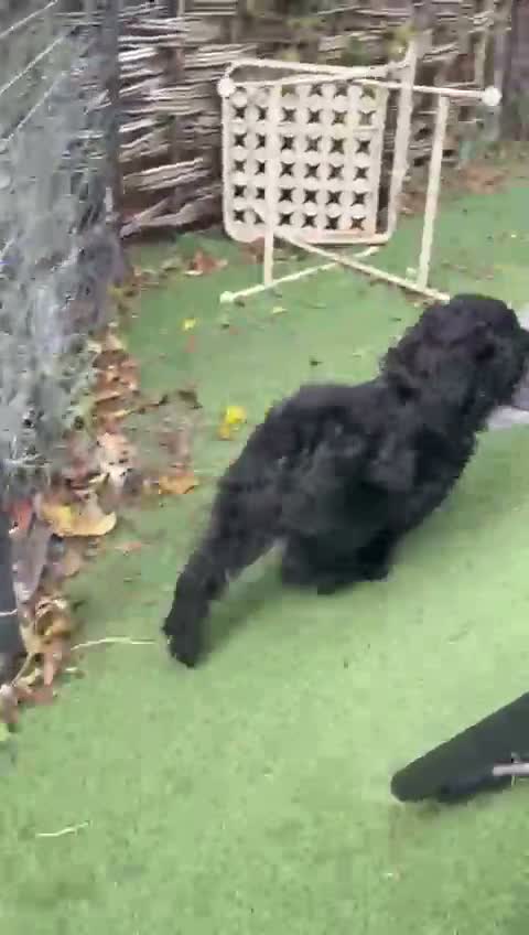 Cockapoo dogs for sale: F1 cockapoo curly black boy - Video 1
