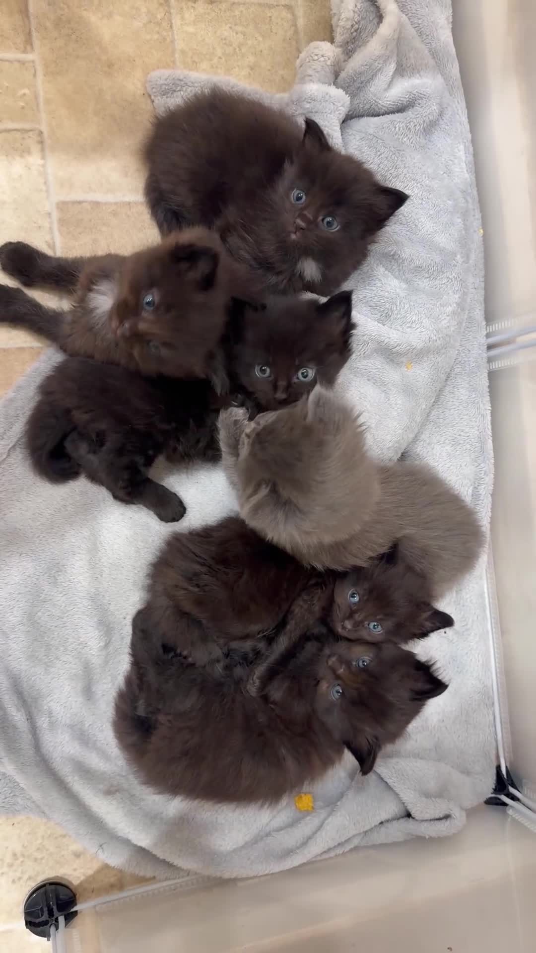 Ragdoll cats for sale: Ragdoll maincoon cross - Video 2