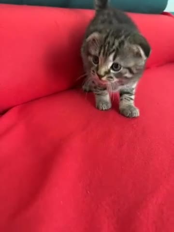 Mixed Breed cats for sale: Scottish fold mixed breed - Video 4