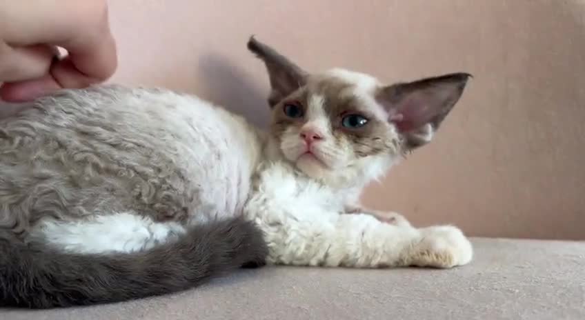 Devon Rex cats for sale: Meet Our Devon Rex Kittens One-of-a-Kind Litter! - Video 2