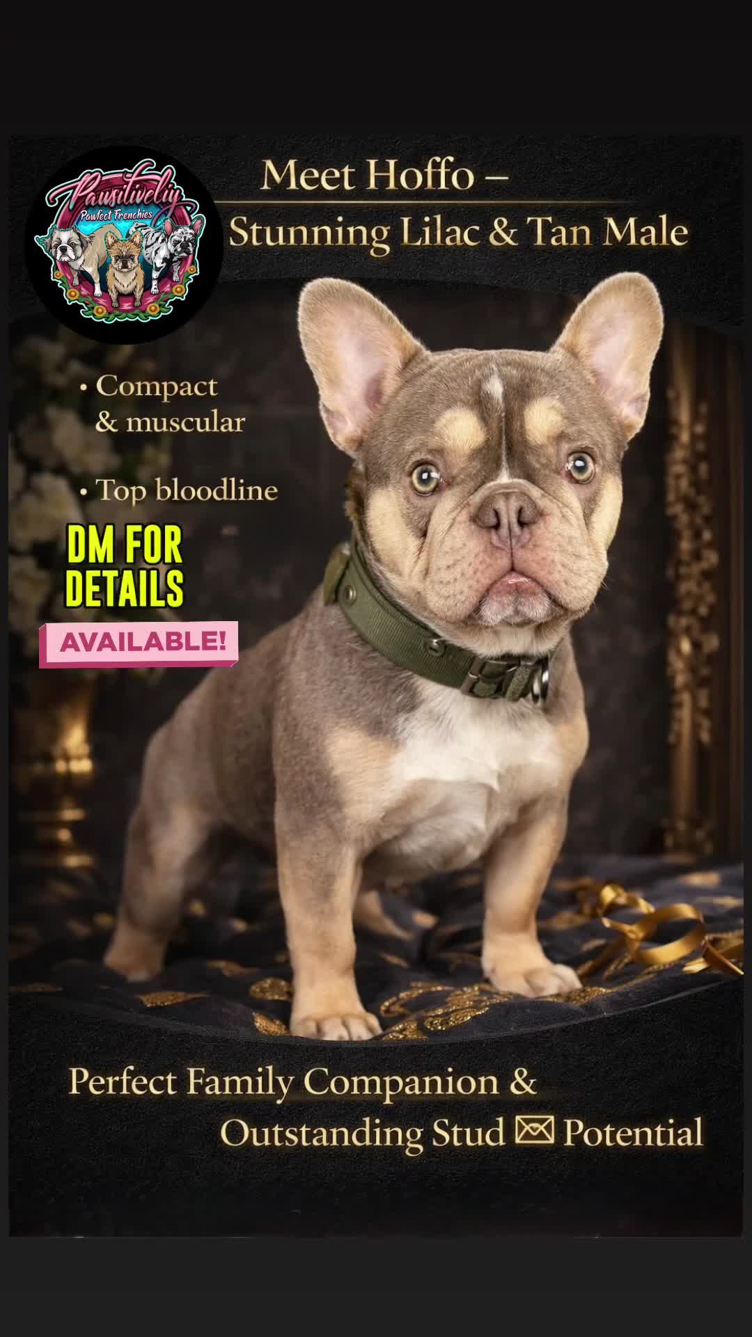 French Bulldog dogs for sale: Lilac/Tan & Panda Husky Male french bulldog - Video 1