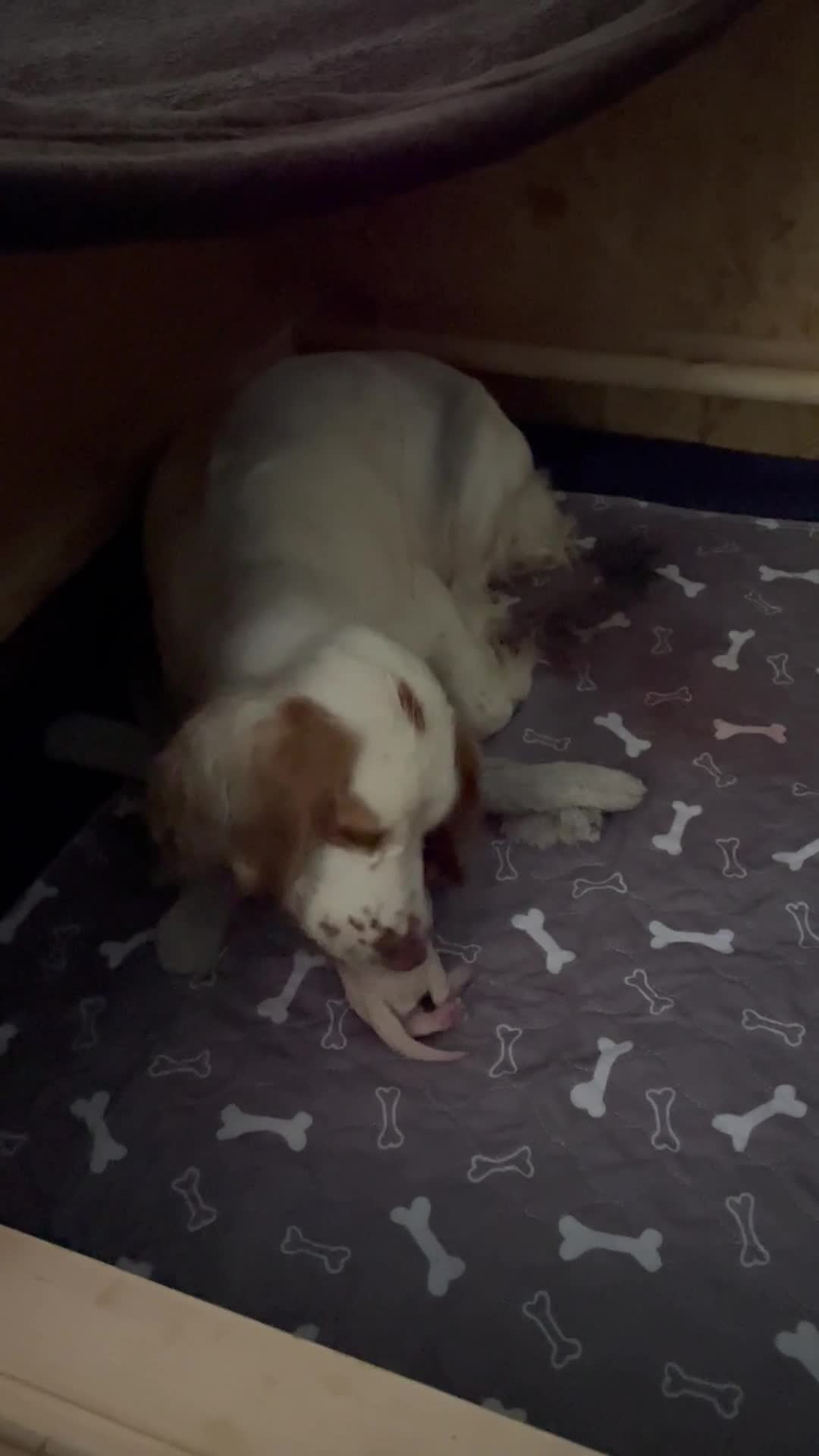 Clumber Spaniel dogs for sale: KC Working Clumber Spaniel - 2 boys available  - Video 1