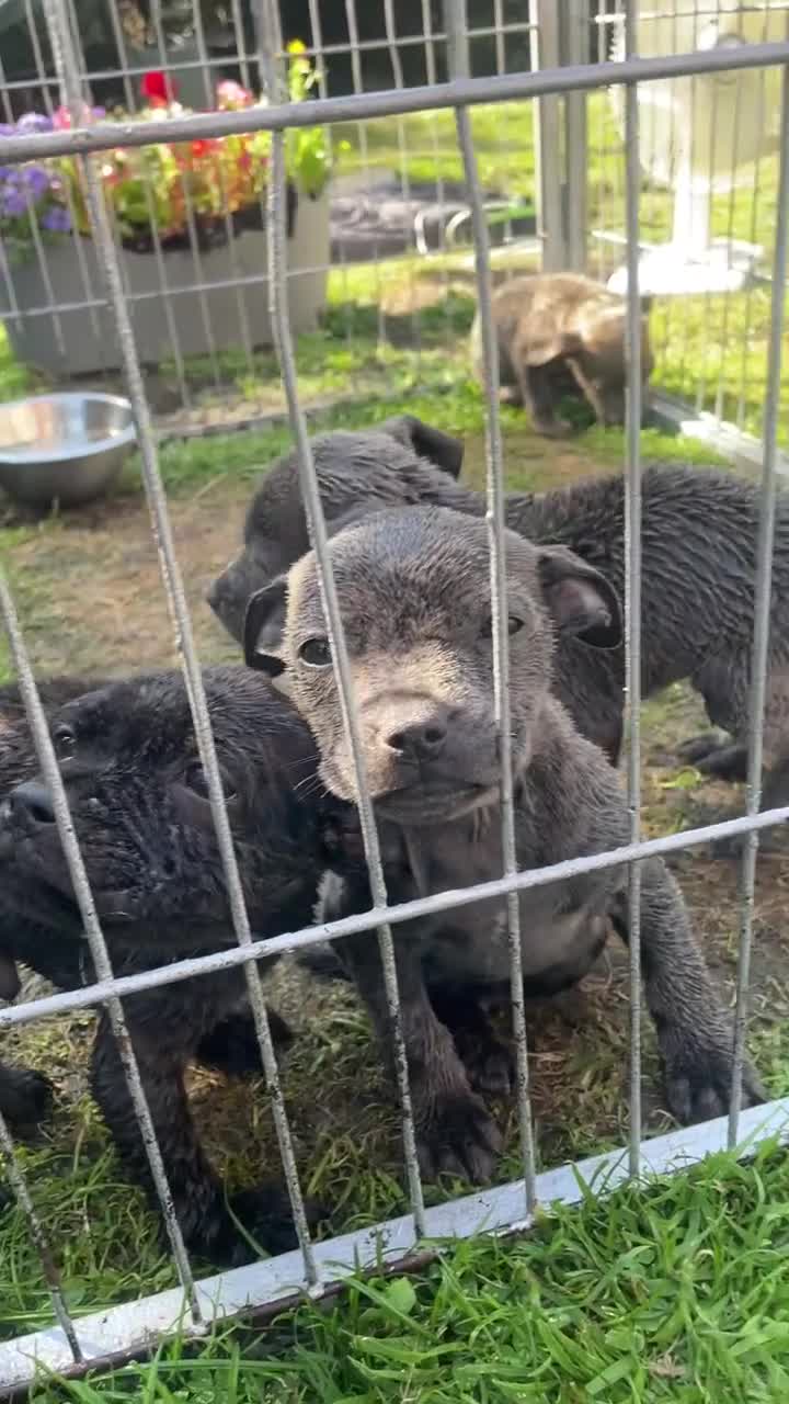 Staffordshire Bull Terrier dogs for sale: Black Eye SBT Blue staff female  in Wigan - Video 1
