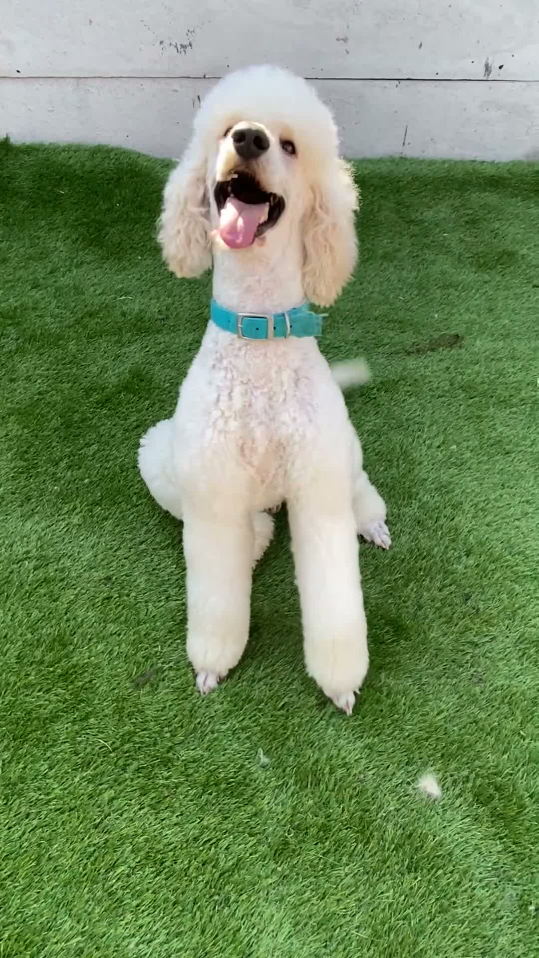 Standard Poodle dogs for stud: For stud not sale stunning standard poodle  - Video 2