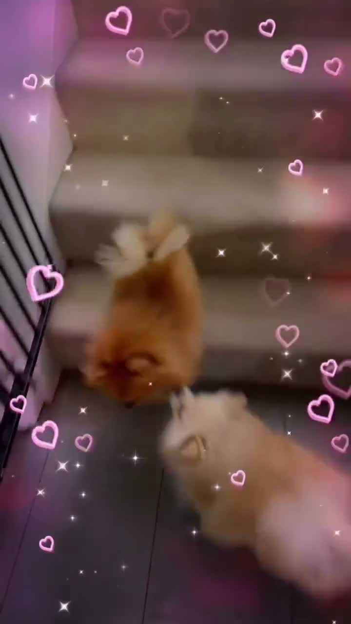 Pomeranian dogs for stud:  **  Pomeranian stud  - Video 1