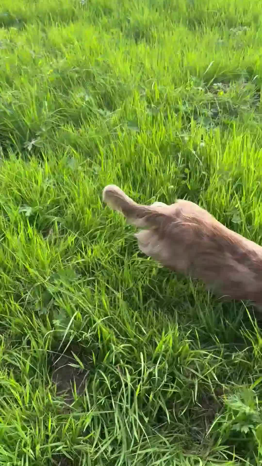 Dachshund dogs for stud: Chocolate Dapple Long-Haired Dachshund stud - Video 1