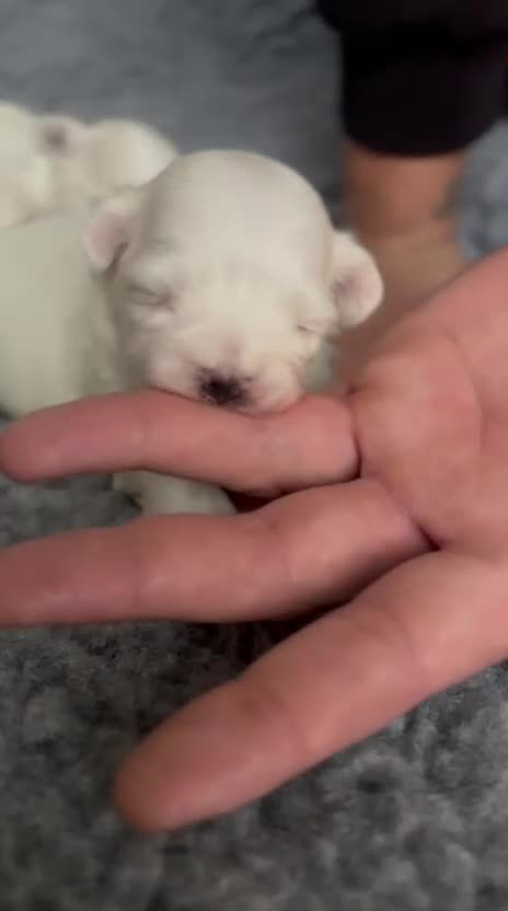 Maltese dogs for sale: Adorable Maltese Puppies 🐶 Ready April 18th 🐾 - Video 2