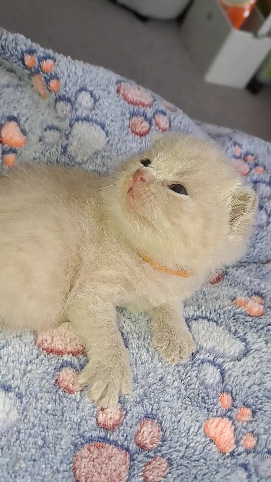 British Shorthair cats for sale: British Shorthair Lilac and Blue colour  - Video 3