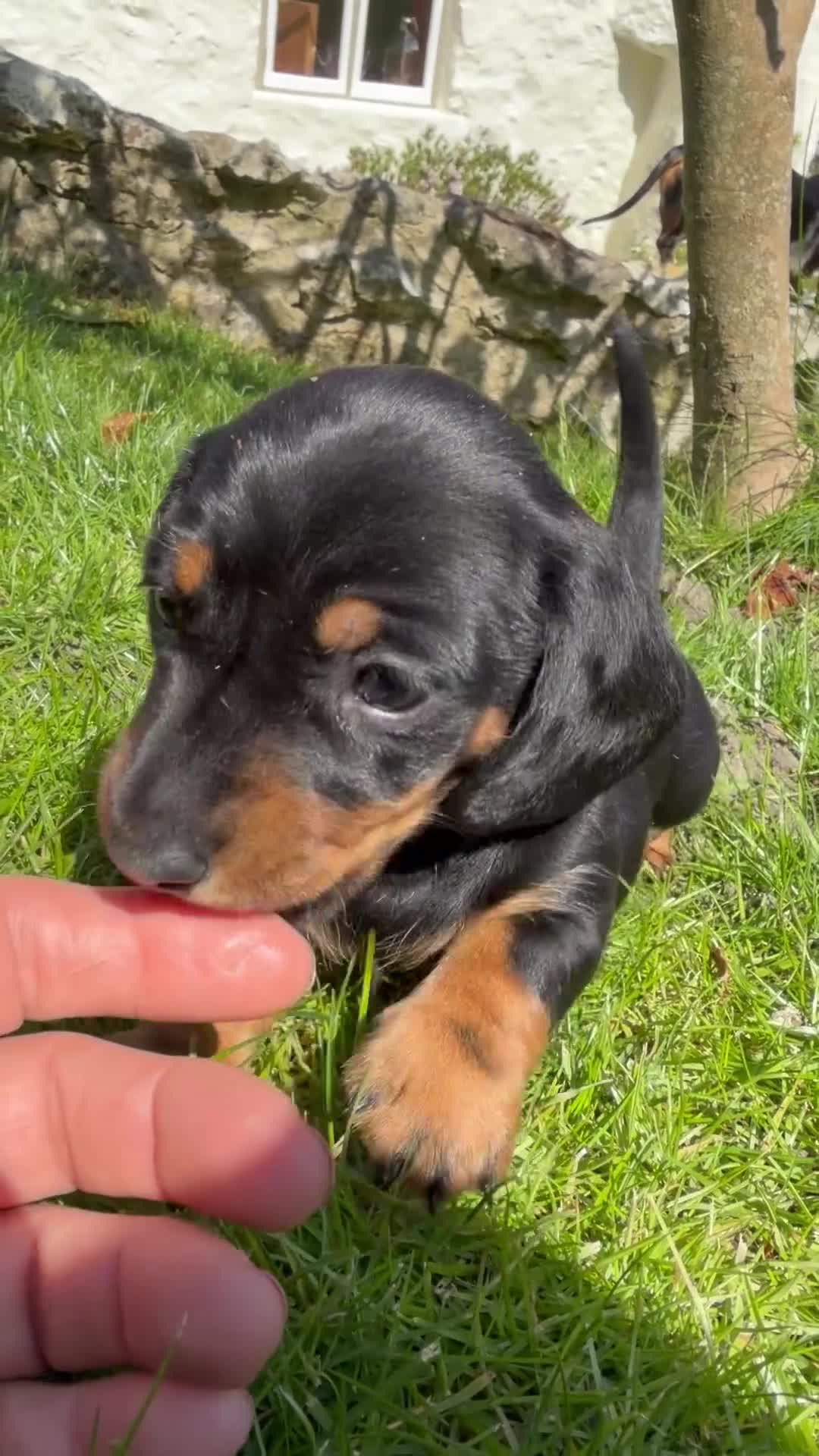 Miniature Dachshund dogs for sale: Miniature short haired Black & Tan dachshund puppy - Video 1