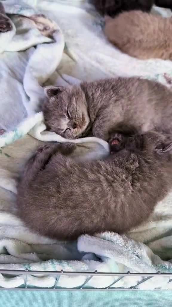British Shorthair cats for sale: Champion Bloodline British Shorthair & Longhair - Video 1