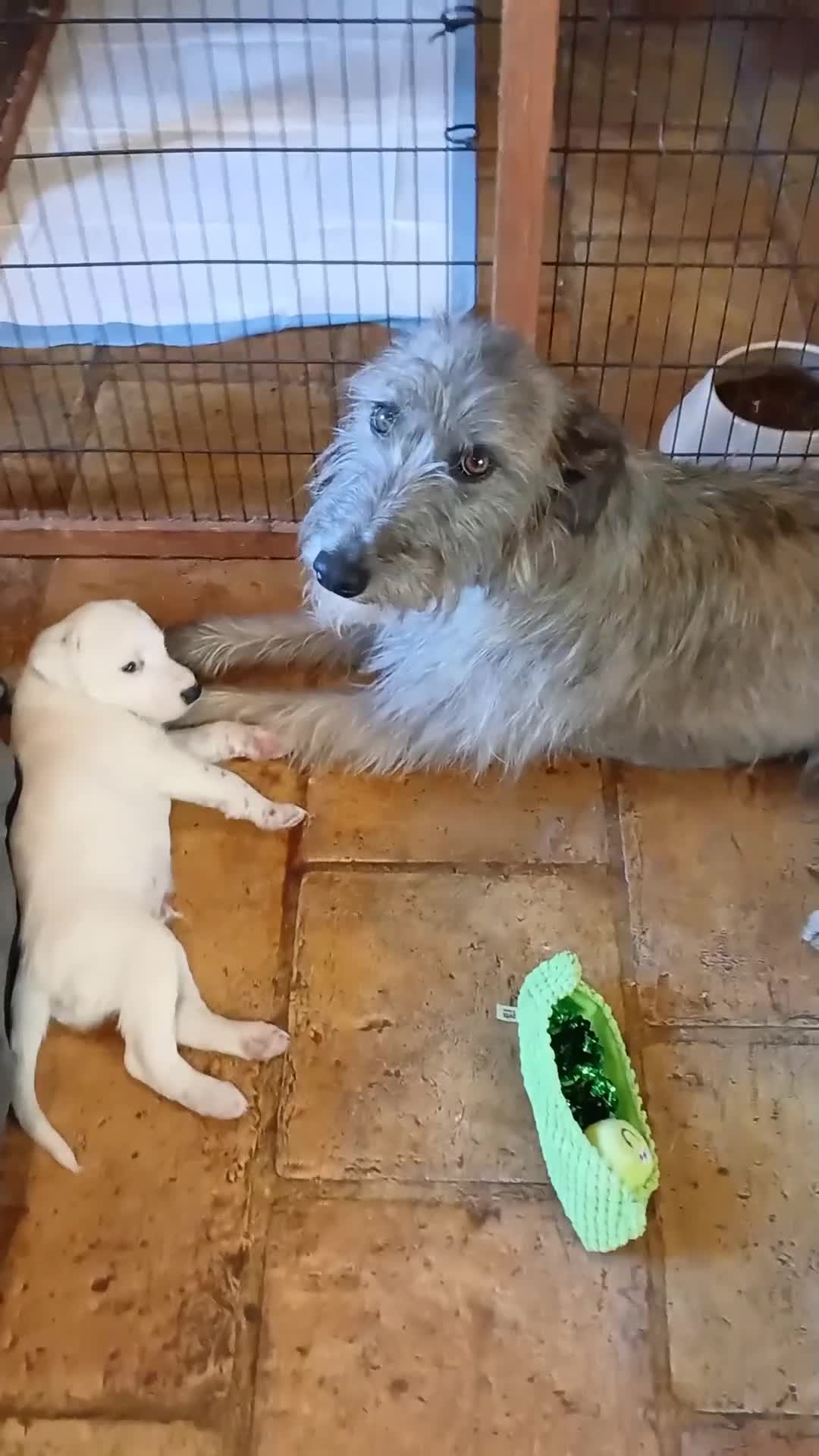 Lurcher dogs for sale: Soppy Bedlington Whippet lurcher puppies  - Video 2