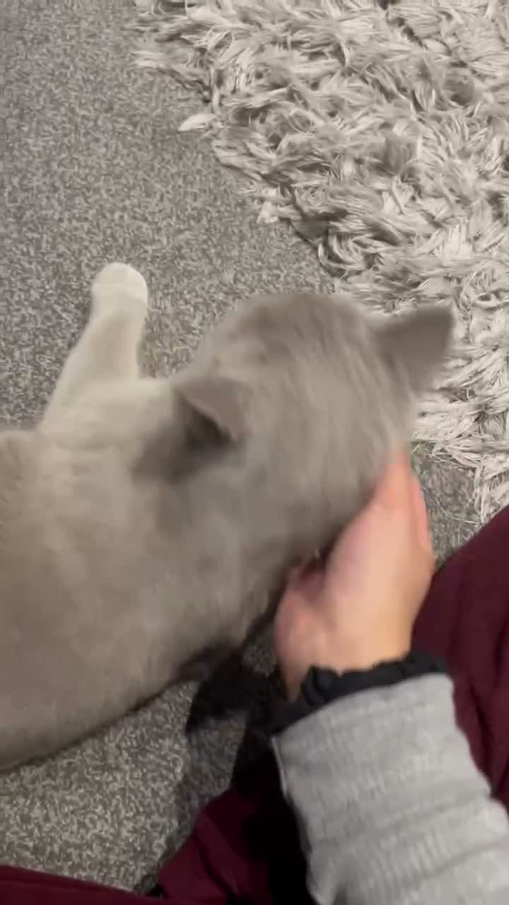 British Shorthair cats for sale: Gorgeous lilac British shorthair  - Video 5